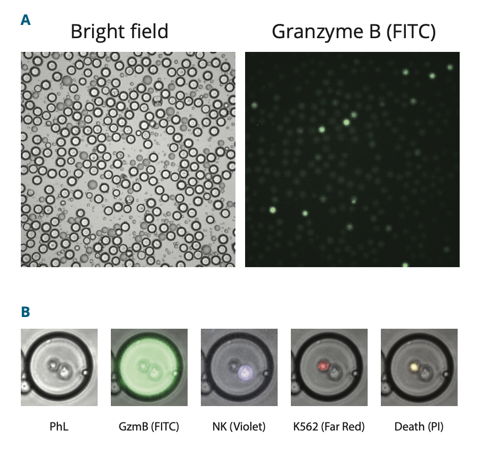  CARt cell - t cell - cancer cell- double emulsion - cell killing